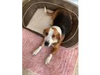 Adopt Missy a Basset Hound / Mixed Breed (Medium) / Mixed dog in Saint Robert