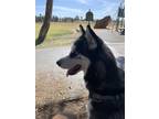 Adopt Orion a Black - with White Husky / Mixed dog in San Jose, CA (41215731)