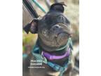 Adopt Peaches a Pug / Mixed Breed (Medium) / Mixed dog in Conroe, TX (40836270)