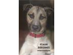 Adopt Stash a Shepherd (Unknown Type) / Boxer / Mixed dog in Conroe