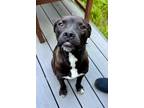 Adopt Daisy a American Pit Bull Terrier / Mixed Breed (Medium) / Mixed dog in
