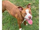 Adopt Tabitha a American Pit Bull Terrier / Mixed Breed (Medium) / Mixed dog in