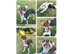 Adopt Faye a Tricolor (Tan/Brown & Black & White) Fox Terrier (Smooth) / Mixed