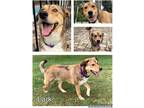 Adopt Lark a Tricolor (Tan/Brown & Black & White) Collie / Mixed Breed (Medium)