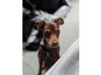 Adopt Yeti a Tan/Yellow/Fawn Miniature Pinscher / Mixed dog in Ambridge