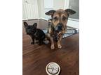 Adopt Kevin a Brown/Chocolate - with White American Staffordshire Terrier / Mutt