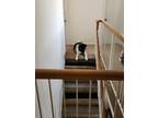 Adopt Dogey a Black - with White Akita / Akita / Mixed dog in Jacksonville