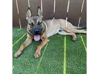 Adopt Dorado a Shepherd (Unknown Type) / Black Mouth Cur / Mixed dog in San