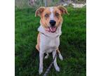 Adopt Copper (Lassie) a Border Collie / Mixed dog in Logan, UT (41432801)
