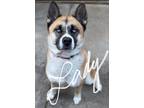 Adopt Lady a Black - with Tan, Yellow or Fawn Akita / Husky / Mixed dog in