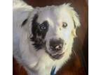 Adopt Bullseye a Australian Shepherd / Mixed dog in Des Moines, IA (41444812)