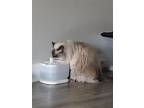 Adopt AB - Berlioz a Siamese / Mixed cat in Battle Ground, WA (41457702)