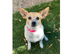 Adopt Josie (Muffin) a White - with Tan, Yellow or Fawn Jack Russell Terrier /