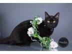 Adopt Luka a Brown or Chocolate Domestic Shorthair (medium coat) cat in