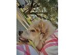 Adopt ICE a Tan/Yellow/Fawn - with White Chow Chow / Mixed dog in Houston