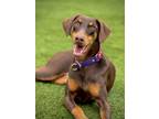 Adopt Maisie a Red/Golden/Orange/Chestnut Doberman Pinscher / Mixed dog in San