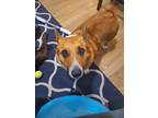Adopt Rolo a Red/Golden/Orange/Chestnut Corgi / Australian Shepherd / Mixed dog