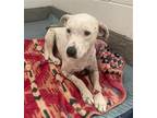 Adopt Timber a White - with Black Labrador Retriever / Dalmatian / Mixed dog in