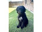 Adopt COSMO a Black - with White Australian Shepherd / Poodle (Standard) / Mixed