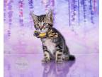 Adopt Peter a Brown Tabby Domestic Shorthair (short coat) cat in Glastonbury