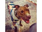 Adopt Toccoa a American Staffordshire Terrier