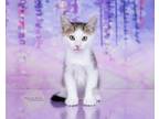 Adopt Bobby a Gray, Blue or Silver Tabby Domestic Shorthair (short coat) cat in