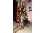 Adopt Mocha a Brown/Chocolate Boxer / American Pit Bull Terrier / Mixed dog in