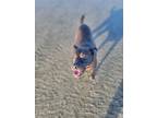 Adopt Tucker a Brown/Chocolate - with White Mutt / Mixed dog in San Diego