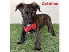 Adopt Catalina a Brindle - with White Dutch Shepherd / Pit Bull Terrier / Mixed