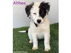 Adopt Althea a White - with Black Border Collie / Pit Bull Terrier / Mixed dog