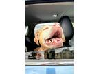 Adopt Elaine a Tan/Yellow/Fawn American Staffordshire Terrier / Mixed Breed
