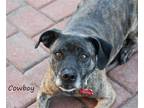 Adopt Cowboy a Mountain Cur / Beagle / Mixed dog in Oklahoma City, OK (41043950)