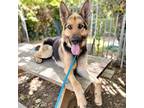 Adopt Monaco a Black German Shepherd Dog / Mixed dog in Oakland, CA (41277713)