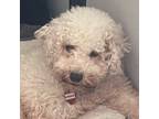 Adopt Uriah a White Poodle (Miniature) / Mixed Breed (Medium) / Mixed (short