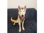 Adopt Naomi a White - with Gray or Silver Husky / Mixed dog in Mt.
