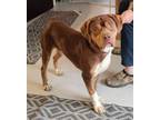 Adopt Winston a Tricolor (Tan/Brown & Black & White) American Pit Bull Terrier /