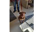 Adopt Mae a Brindle American Pit Bull Terrier / Pug / Mixed dog in Mt.