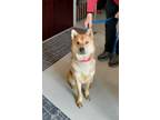 Adopt Penny (prison program) a Brown/Chocolate - with Black Husky / Chow Chow /