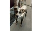 Adopt Poncho a Brindle American Pit Bull Terrier / Mixed dog in Mt.