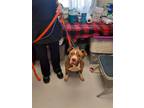 Adopt Dolly a Brown/Chocolate - with White American Pit Bull Terrier / Mixed dog