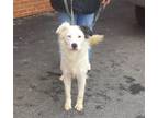 Adopt Marsh (prison program) a White Australian Shepherd / Mixed dog in Mt.