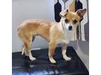 Adopt Reese a Tan/Yellow/Fawn - with White Chiweenie / Mixed dog in Lisbon