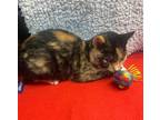 Adopt Petal (baby girl-calico) a Calico or Dilute Calico Domestic Shorthair /
