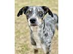 Adopt Georgia a Tricolor (Tan/Brown & Black & White) Catahoula Leopard Dog /