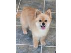 Adopt Crystal a Red/Golden/Orange/Chestnut Pomeranian / Mixed dog in Greensboro