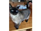 Adopt Queen Victoria & Princess Feodora a Brown or Chocolate (Mostly) Siamese /
