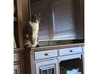 Adopt IdaMae a Gray or Blue (Mostly) Russian Blue / Mixed (short coat) cat in