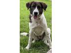 Adopt Gidget Lonestar a Brindle - with White German Shorthaired Pointer / Border