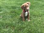 Adopt Scotch (Glades Road Pups) a Brindle Boxer / Labrador Retriever / Mixed dog