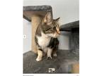 Adopt Addie a Calico or Dilute Calico Calico / Mixed (short coat) cat in